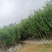 大果石榴树