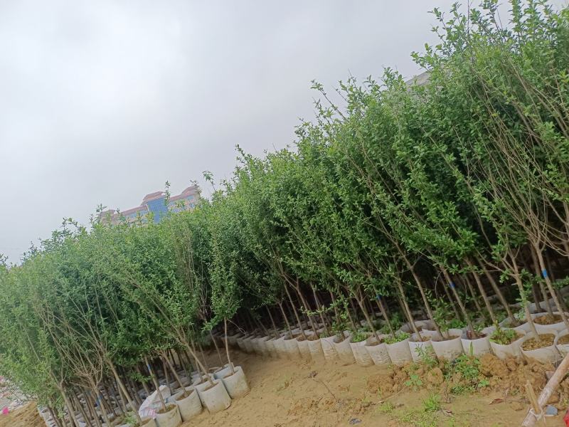 大果石榴树