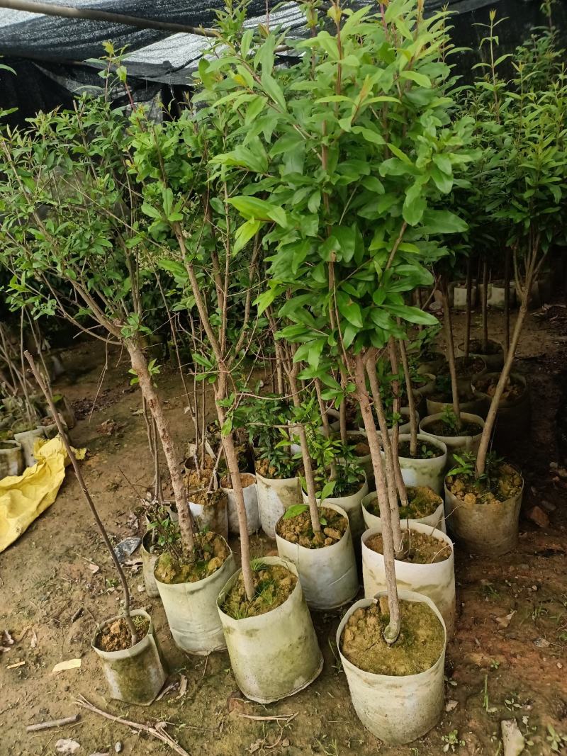 大果石榴树