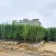 大果石榴树