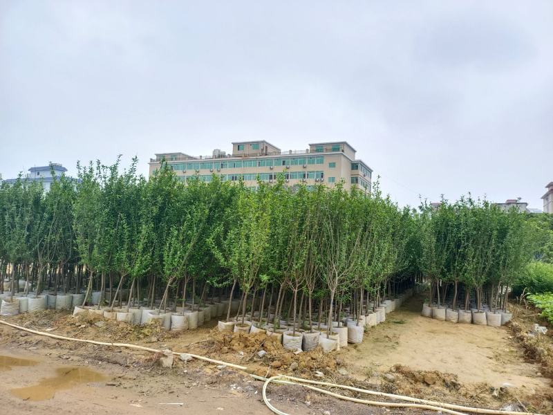 大果石榴树