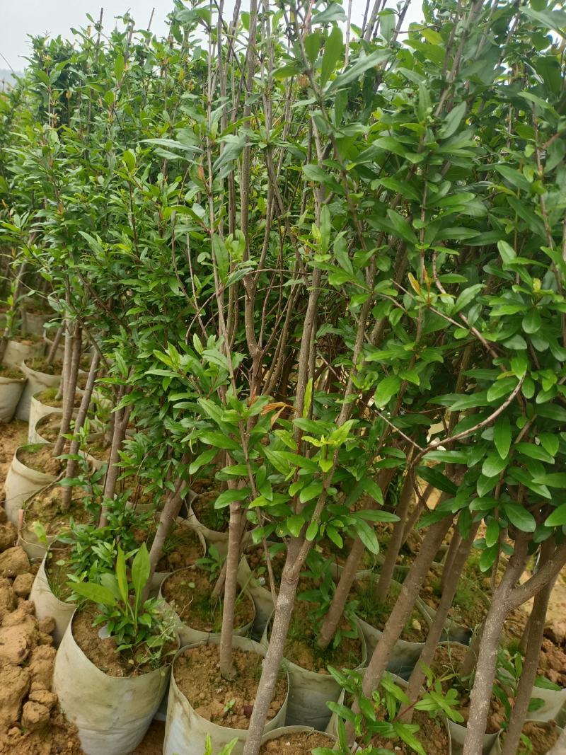 大果石榴树
