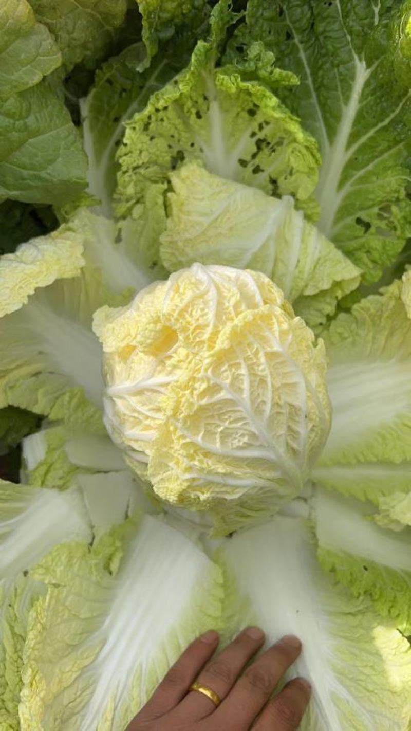 精品娃娃菜量大从优一手货源质量保障可视频看货