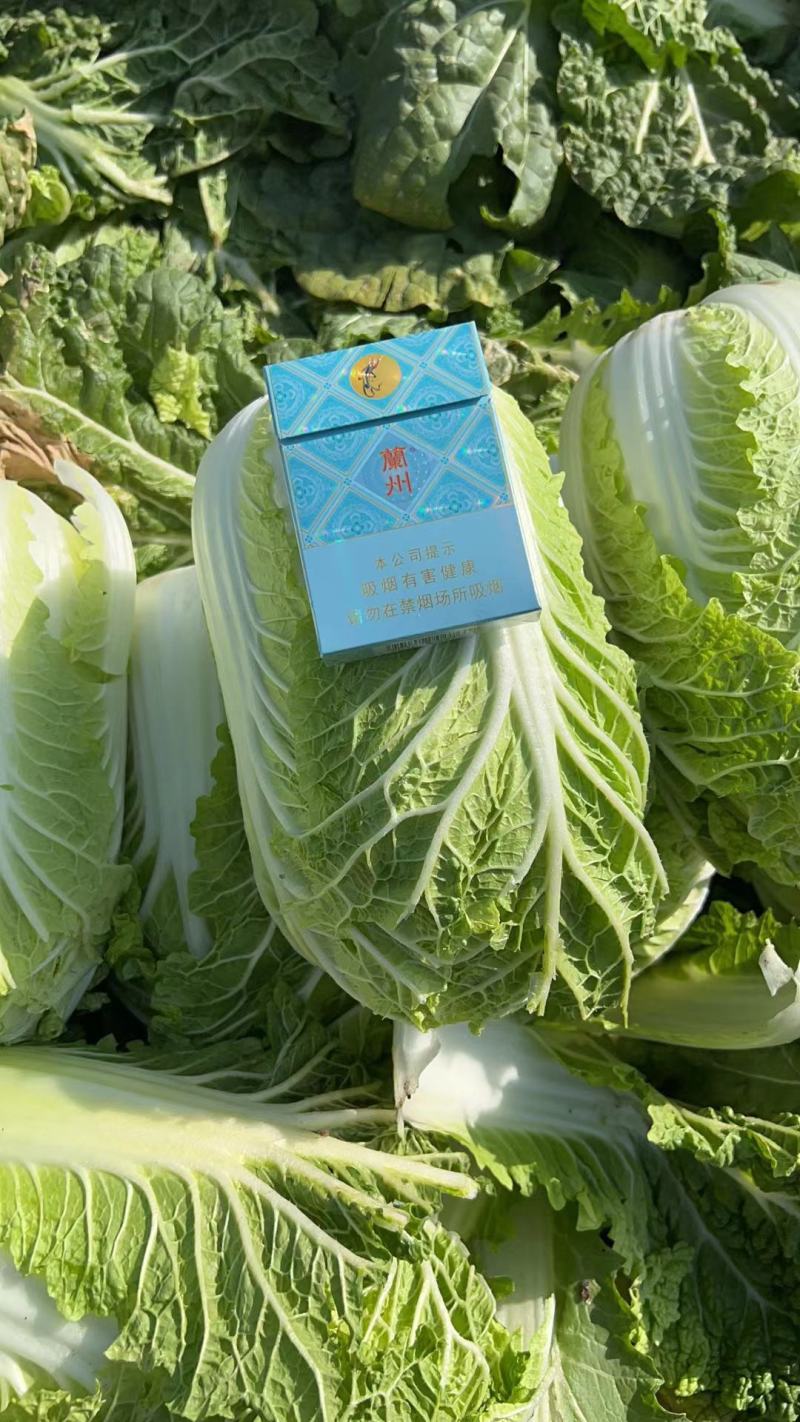 精品娃娃菜量大从优一手货源质量保障可视频看货