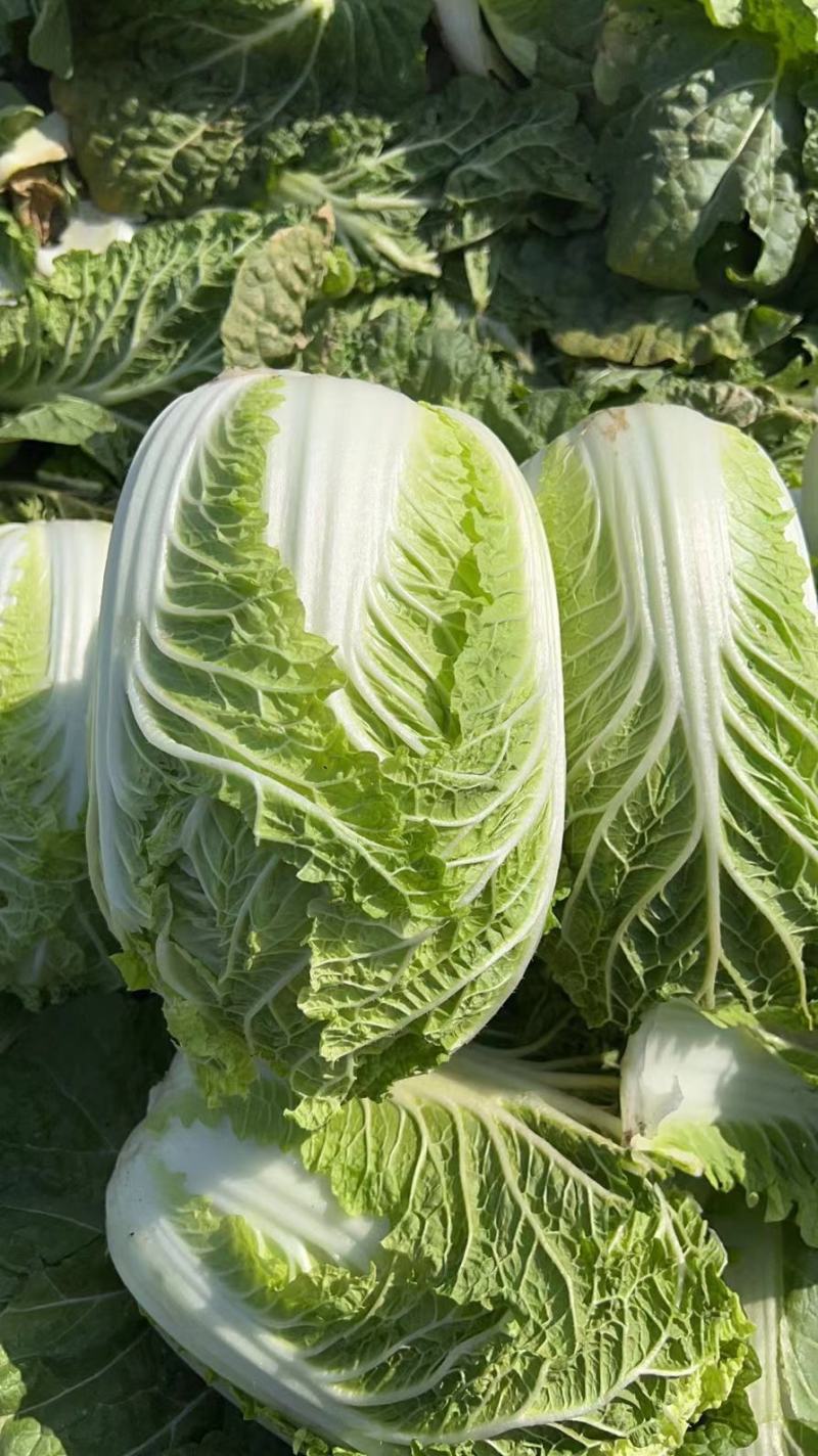 精品娃娃菜量大从优一手货源质量保障可视频看货