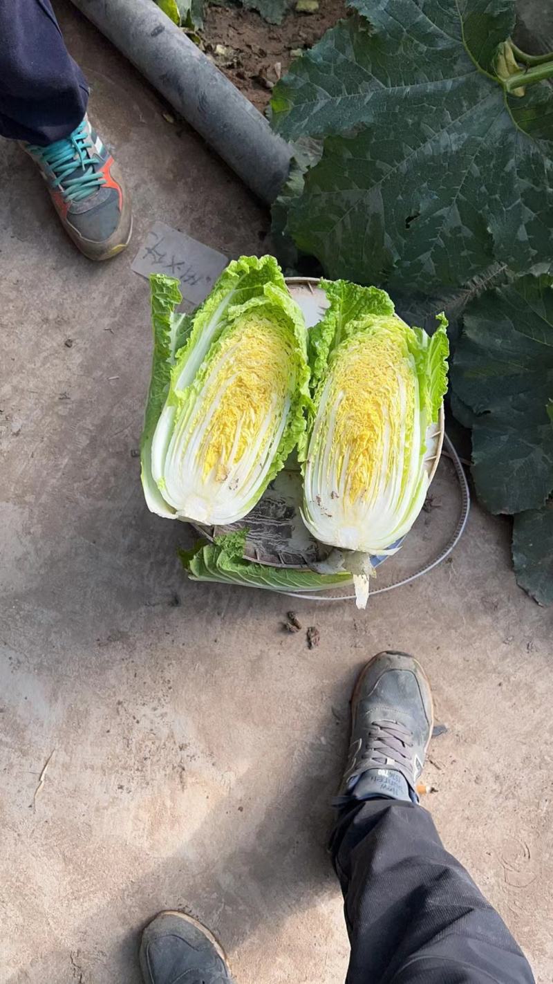 精品娃娃菜量大从优一手货源质量保障可视频看货