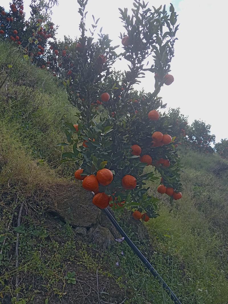 云南精品芦柑橘，个头大均匀果皮火红色，甜度高水份多