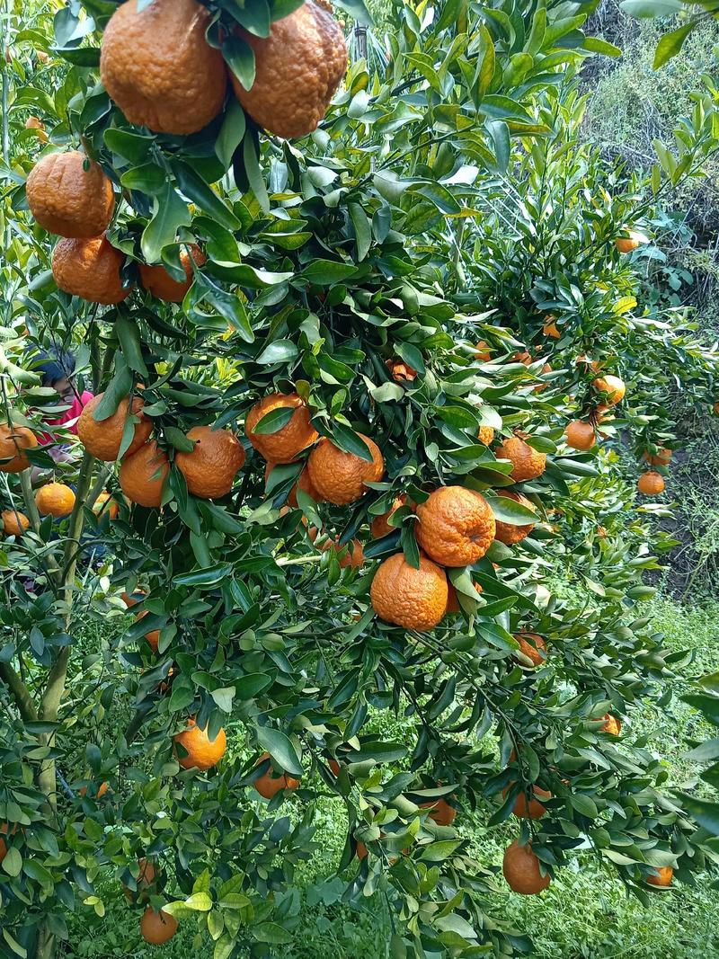 云南精品芦柑橘，个头大均匀果皮火红色，甜度高水份多