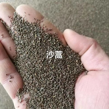 蒿籽