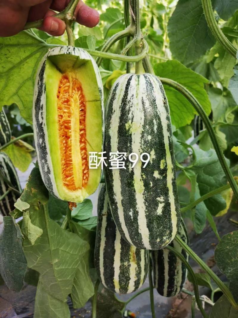博洋九号，博洋六一，博洋九四，博洋九五，