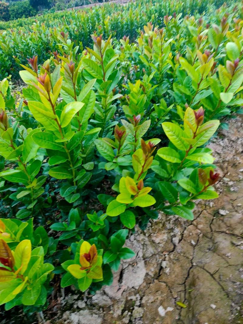 广东正宗香水柠檬，奶茶店专用果