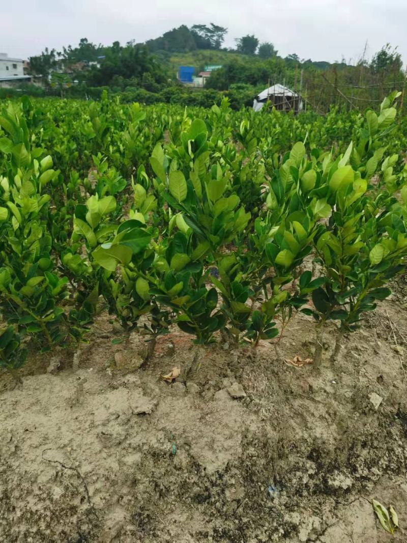 广东正宗香水柠檬，奶茶店专用果