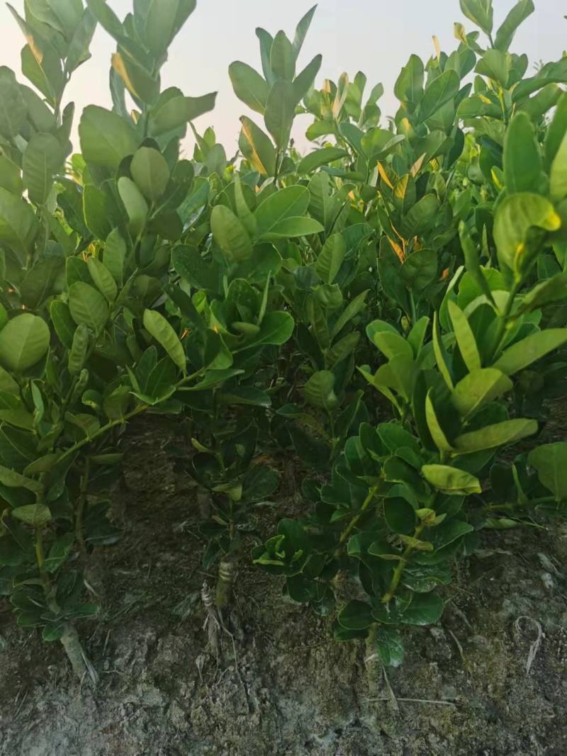 广东正宗香水柠檬，奶茶店专用果