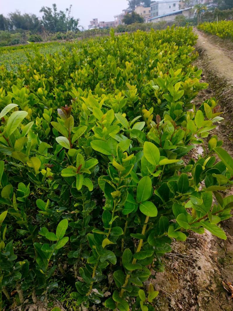 广东正宗香水柠檬，奶茶店专用果