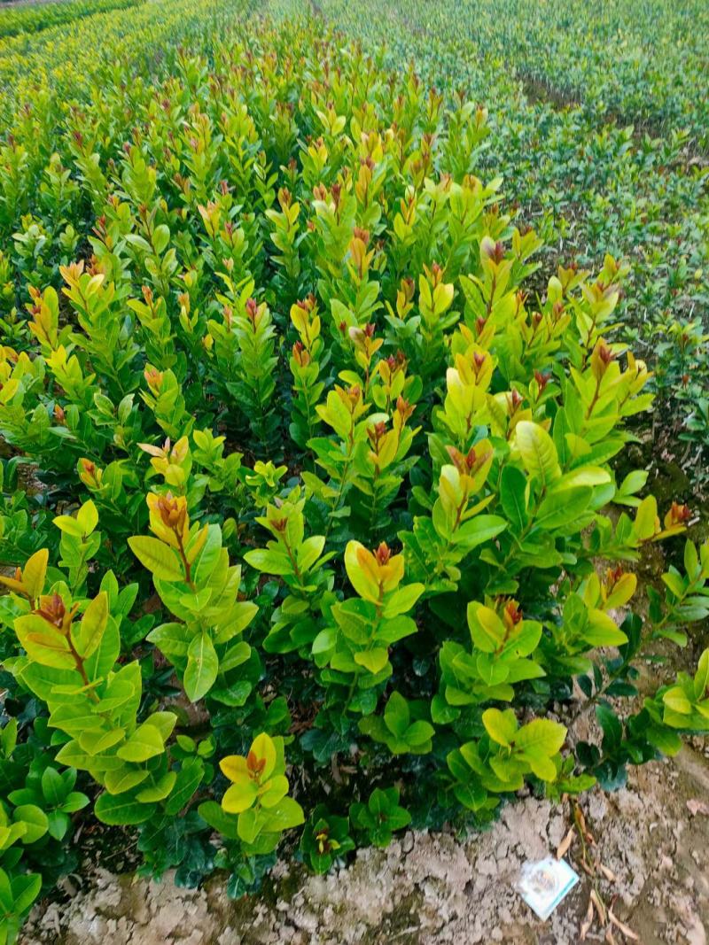 广东正宗香水柠檬，奶茶店专用果
