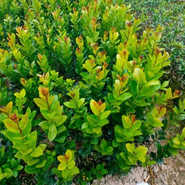 广东正宗香水柠檬，奶茶店专用果