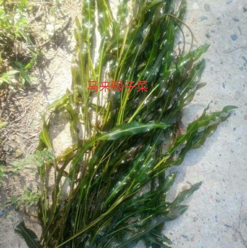 沉水植物，转门净化水质提高治疗水下污水，做到水下森林，！