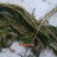 沉水植物，转门净化水质提高治疗水下污水，做到水下森林，！