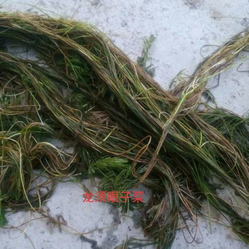 沉水植物，转门净化水质提高治疗水下污水，做到水下森林，！
