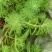 沉水植物，转门净化水质提高治疗水下污水，做到水下森林，！