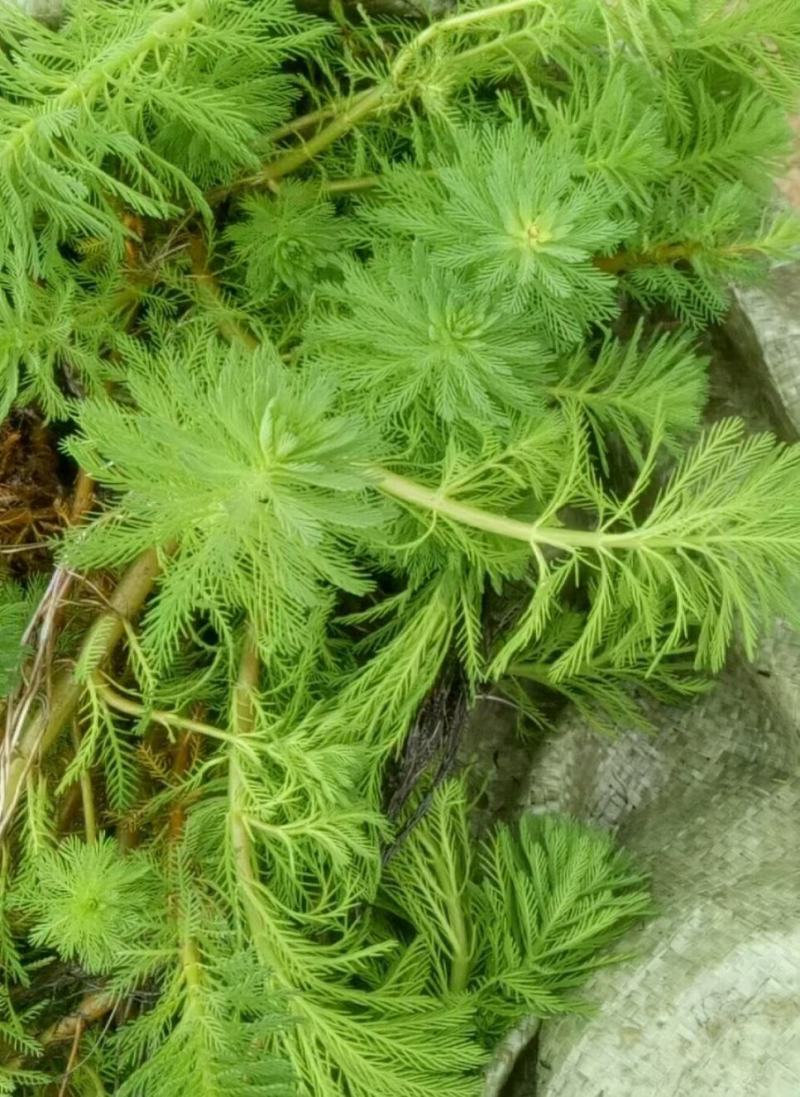 沉水植物，转门净化水质提高治疗水下污水，做到水下森林，！