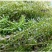 沉水植物，转门净化水质提高治疗水下污水，做到水下森林，！
