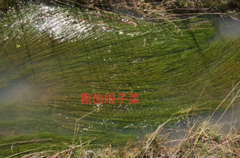 沉水植物，转门净化水质提高治疗水下污水，做到水下森林，！