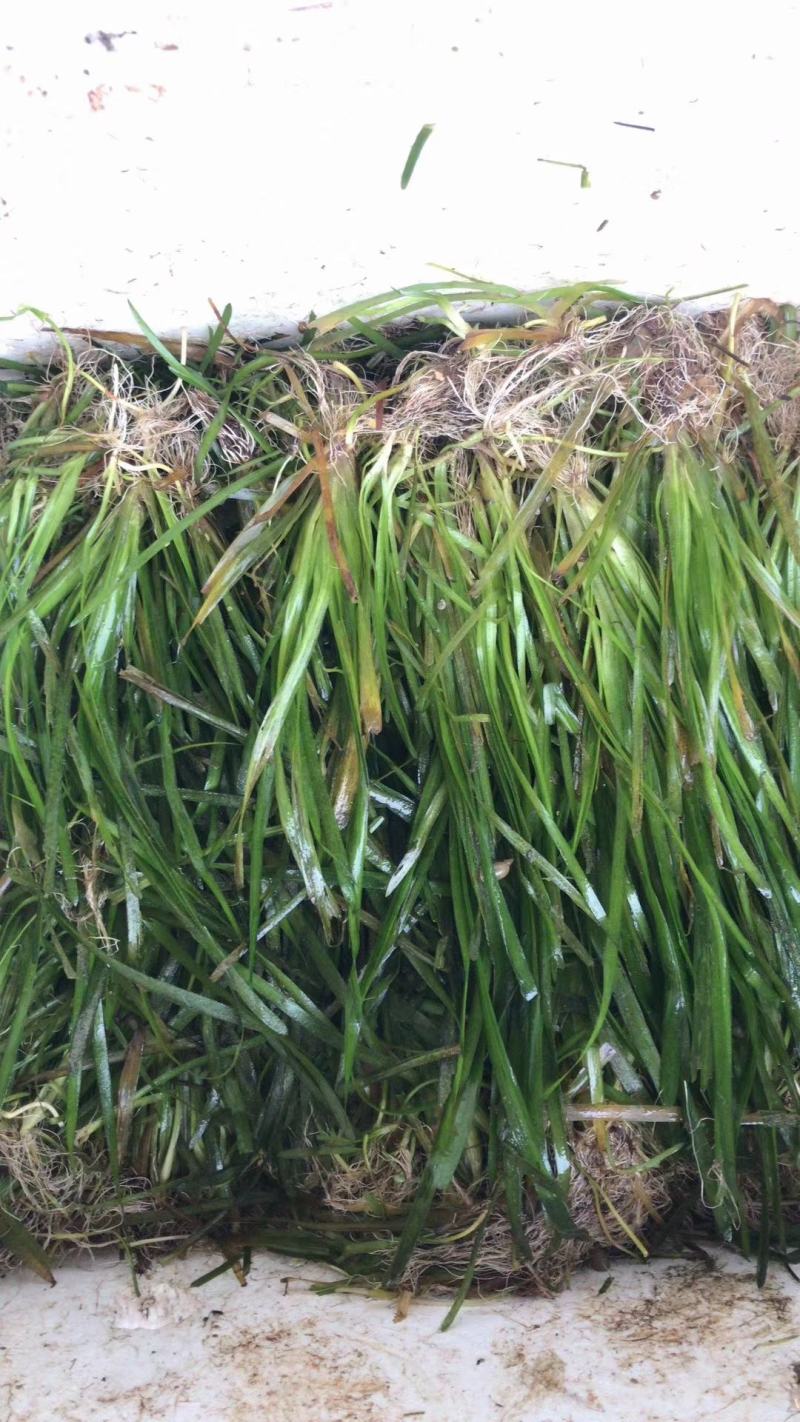 沉水植物，转门净化水质提高治疗水下污水，做到水下森林，！
