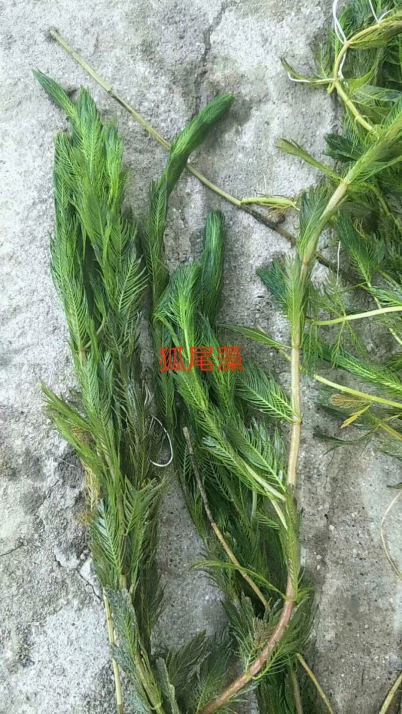 沉水植物，转门净化水质提高治疗水下污水，做到水下森林，！