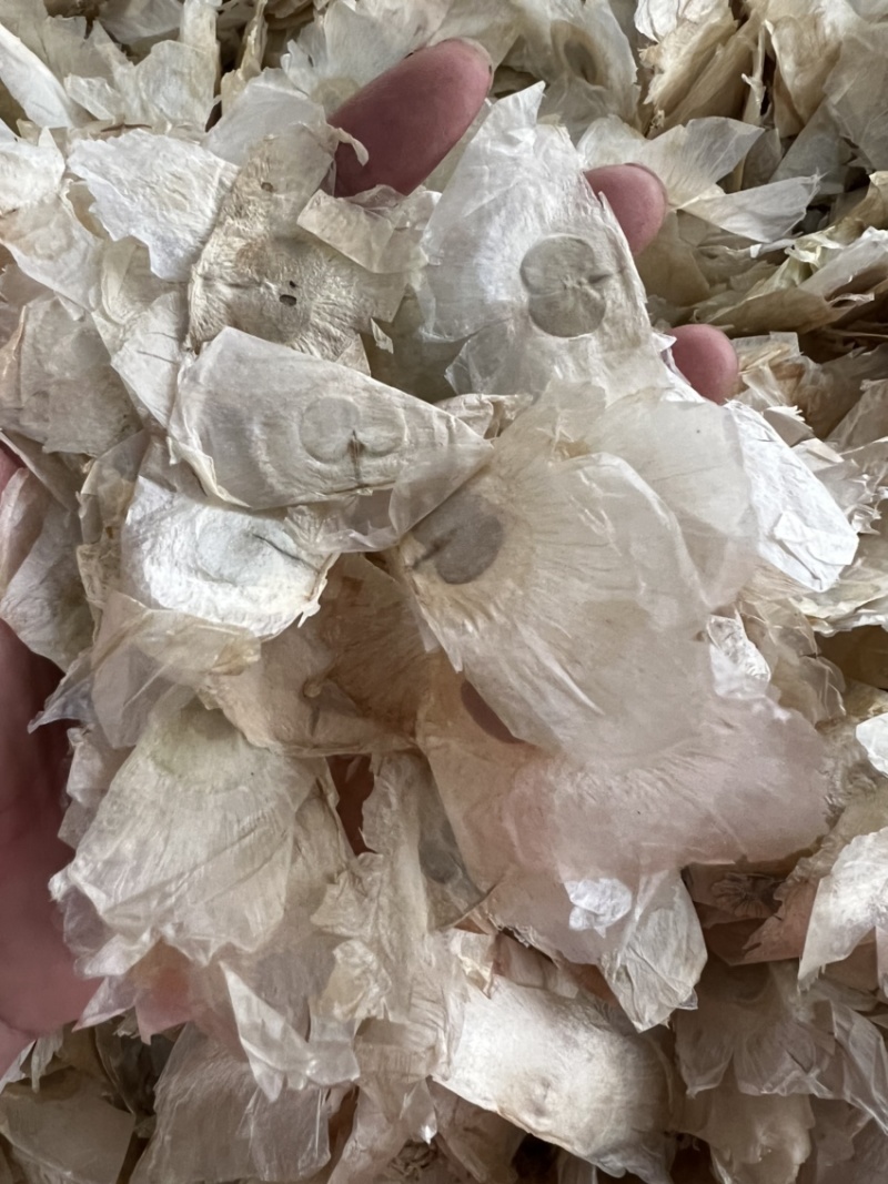 木蝴蝶千层纸纯泰国进口木蝴蝶符合药典