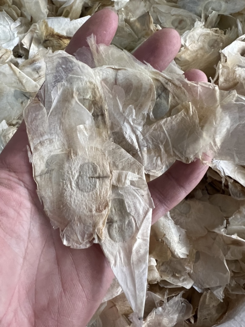 木蝴蝶千层纸纯泰国进口木蝴蝶符合药典