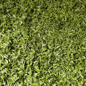 春茶明前茶