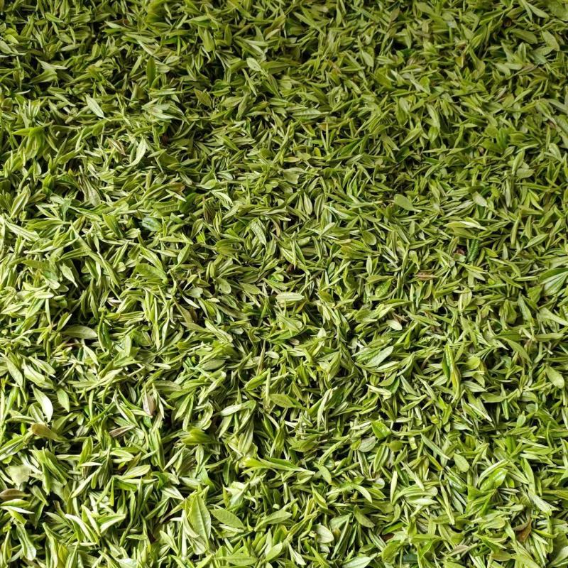 春茶明前茶