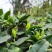 春茶明前茶