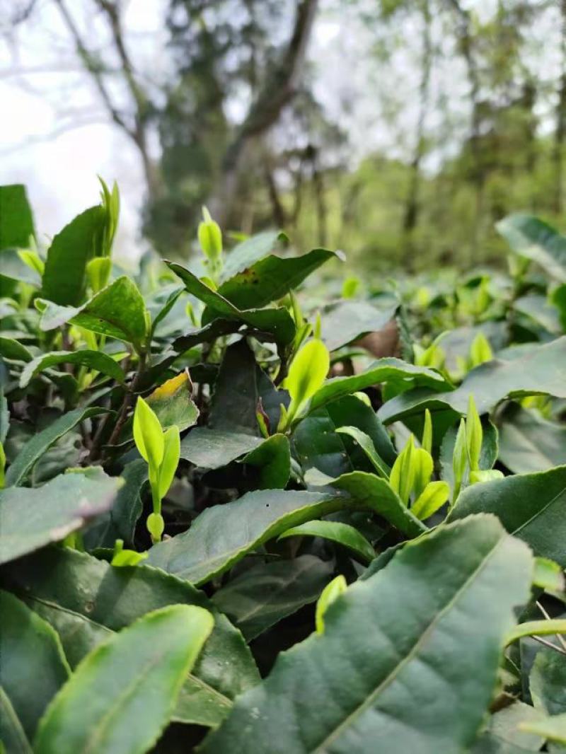 春茶明前茶