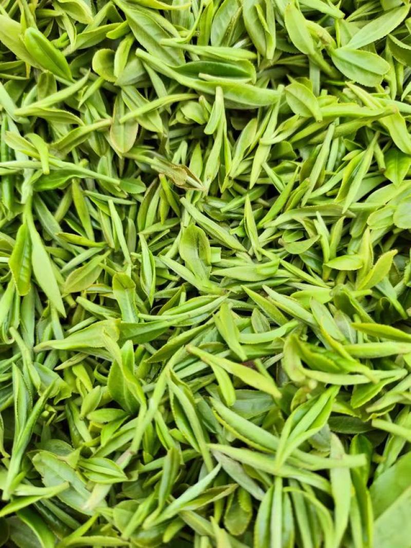春茶明前茶