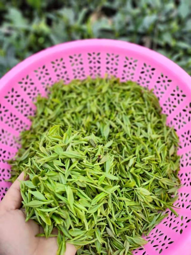 春茶明前茶