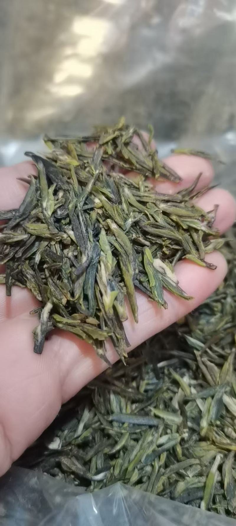 春茶明前茶