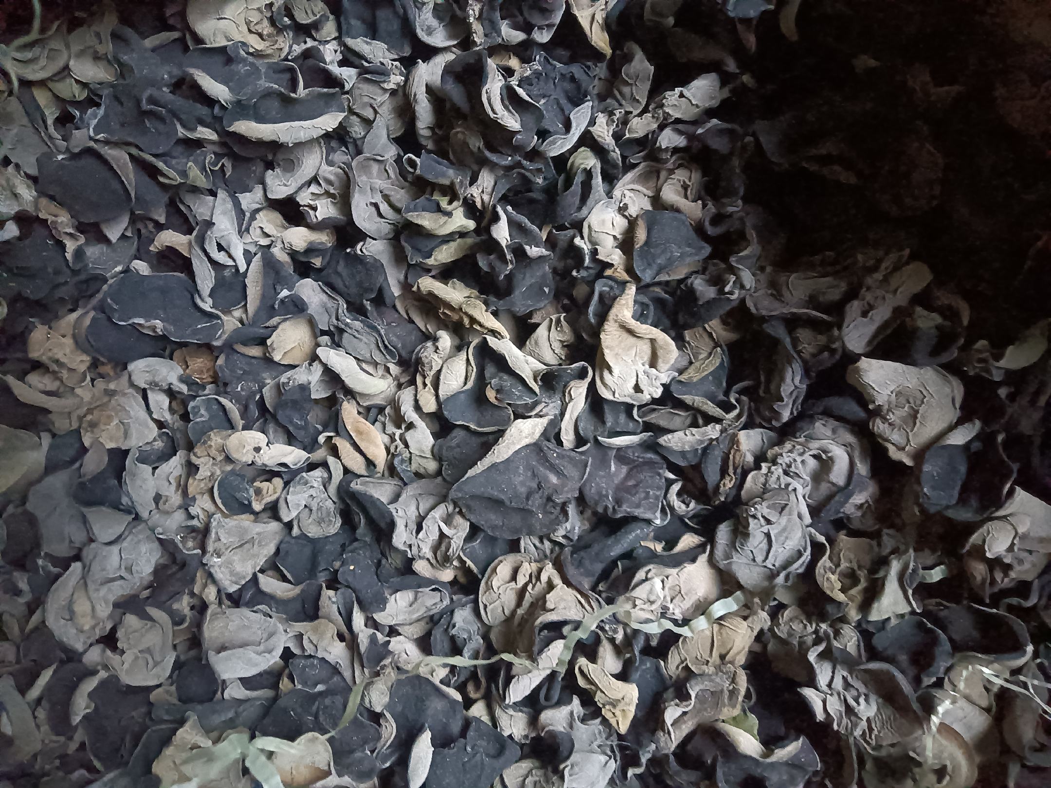 黄松甸黑木耳特写显微结构图