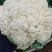 菜花