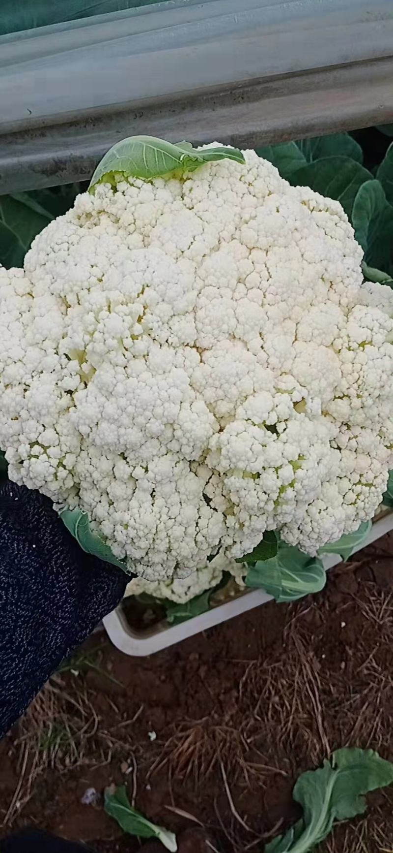 菜花