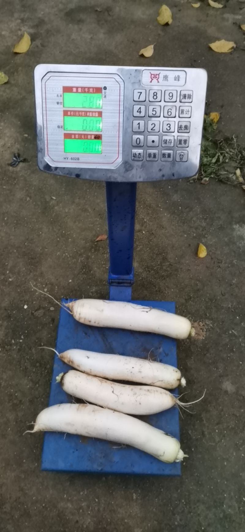 预售白萝卜