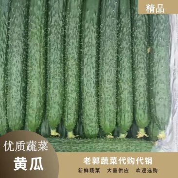 河北邯郸黄瓜大量有货,产地直发,一手货源,量大从优