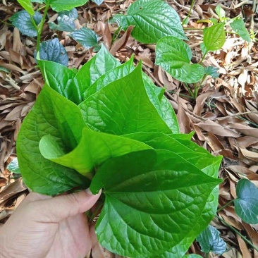 广西新鲜假蒌叶，全国包邮，早上下单，下午发货