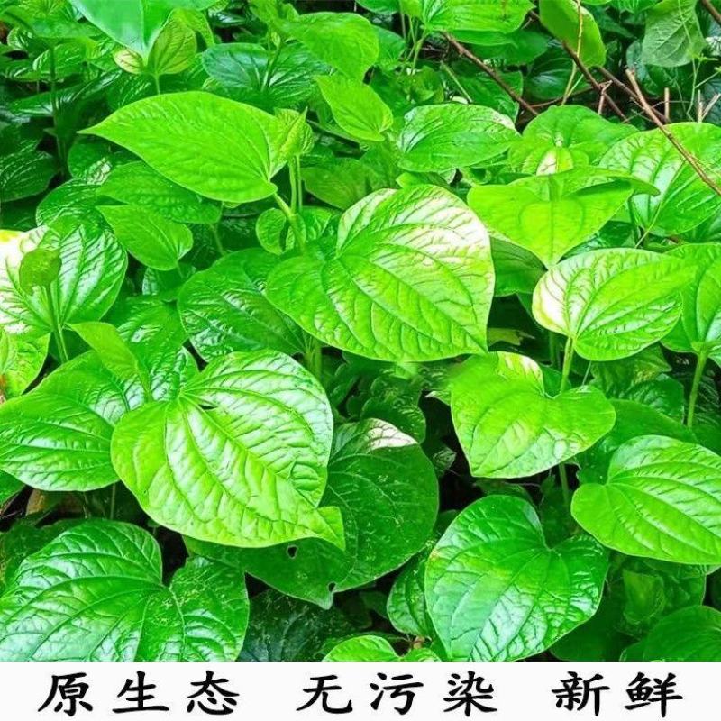 广西新鲜假蒌叶，全国包邮，早上下单，下午发货