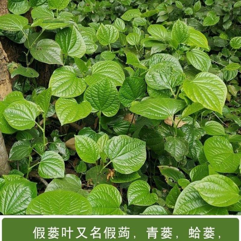 广西新鲜假蒌叶，全国包邮，早上下单，下午发货