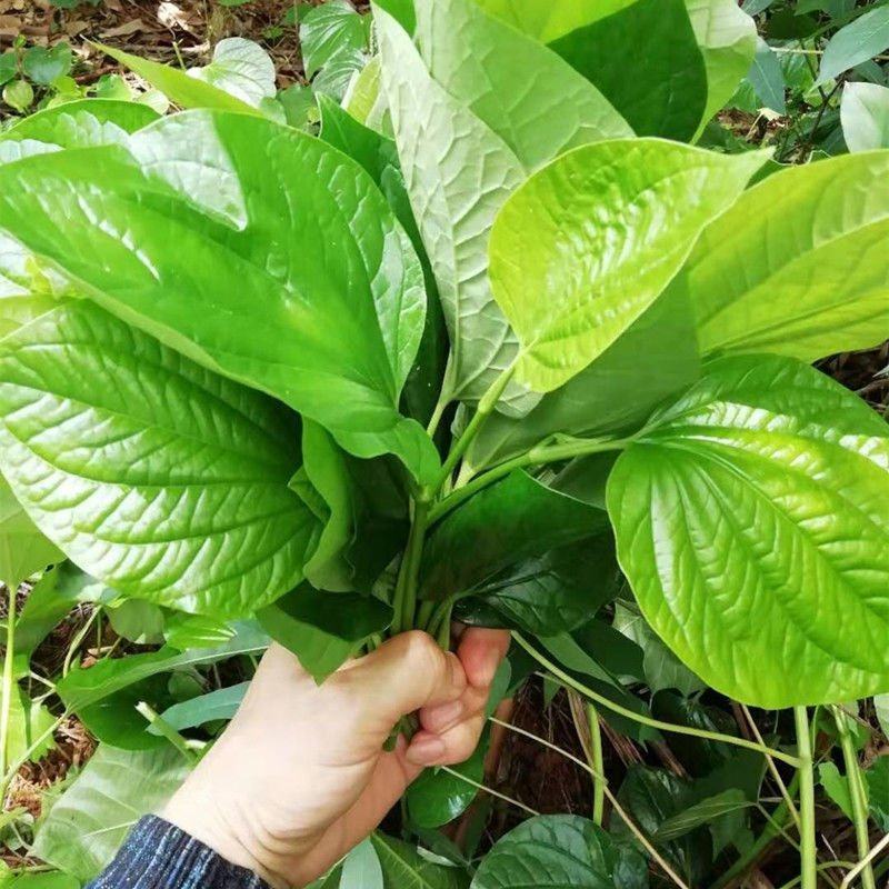 广西新鲜假蒌叶，全国包邮，早上下单，下午发货