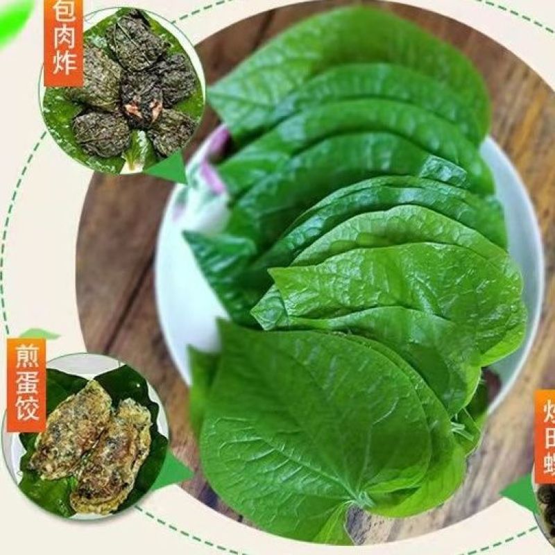 广西新鲜假蒌叶，全国包邮，早上下单，下午发货