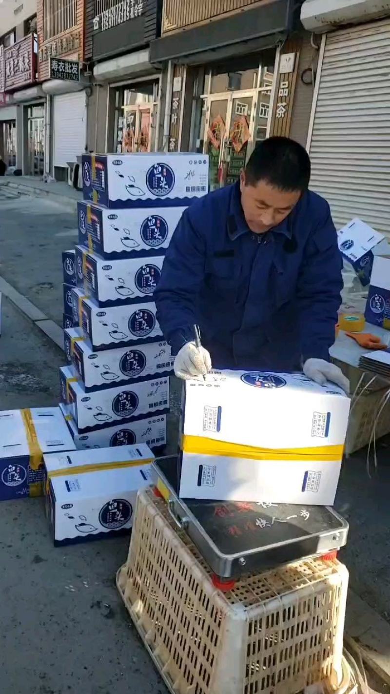 李芹活鱼无冰鲢鱼肉鲢鱼尾6斤一件剁椒鱼包邮冷链物流