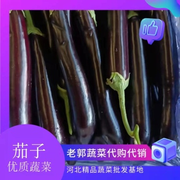 精品长茄,颜色鲜亮,条顺,基地直发欢迎来电采购